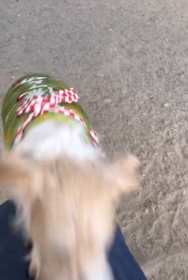 サフランちゃんの予想外の行動⑩