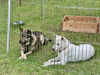 黒い犬と白い犬