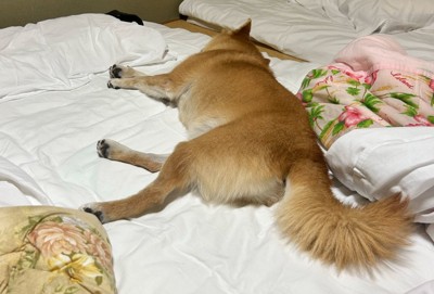 布団の上に横になる柴犬アップ