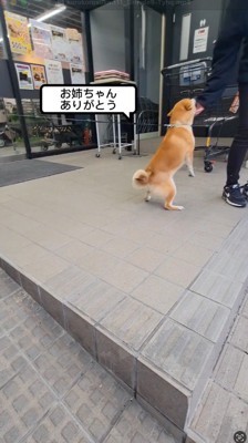 女性に飛びつこうとする犬