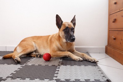 マットでくつろぐ犬