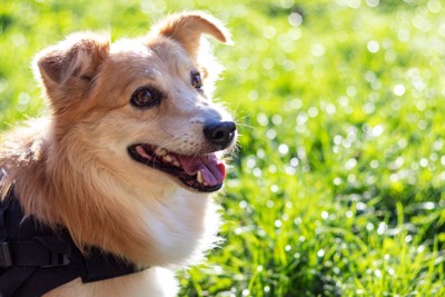 外を散歩するシニア犬