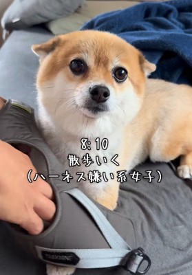 ハーネスは嫌だけど…