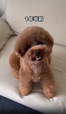 首をかしげる犬