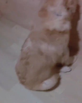 落ち込む子犬の背中