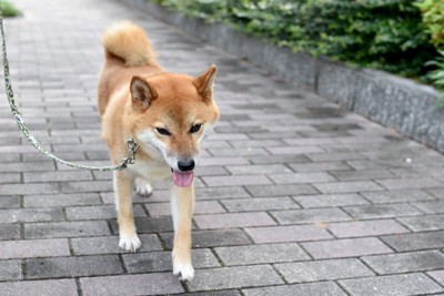 柴犬、散歩