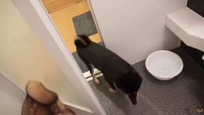 ぴょん吉くんもお風呂場へ