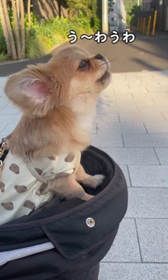 独特な遠吠えで人気に♡