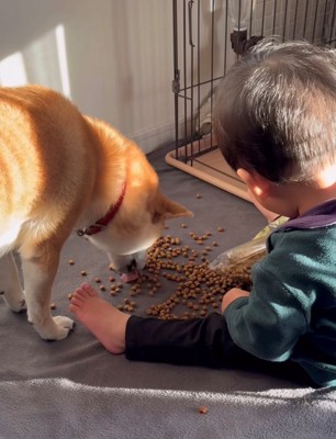 ドッグフードを食べる犬と子ども