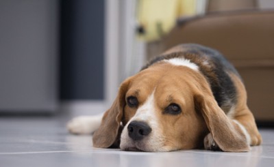 一匹でくつろぐ犬