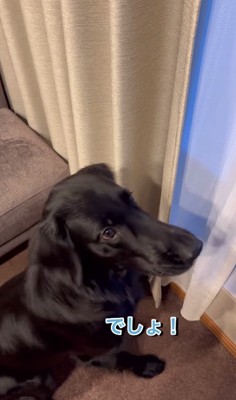 「ね？積もってるでしょ？」