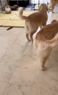 先輩犬たちが群がるも…