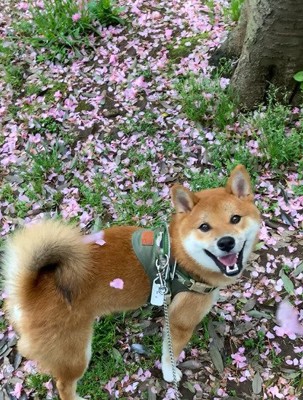 桜の木の下で笑顔の犬