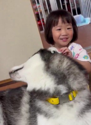 子煩悩なハスキー犬
