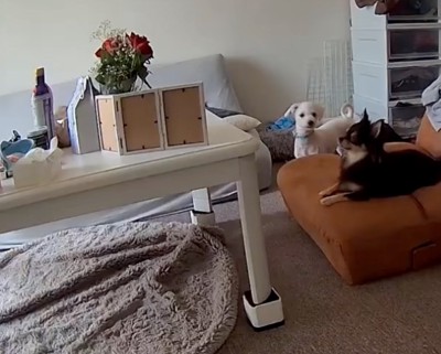 もう1匹に顔を向ける犬