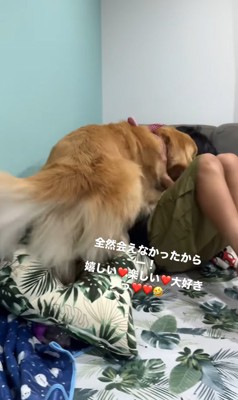 お兄ちゃんに甘える大型犬