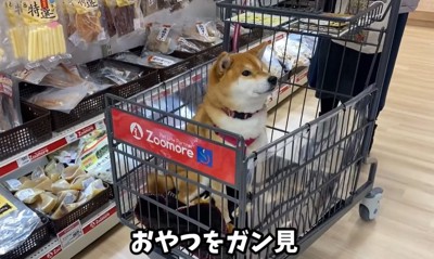 カートに乗る犬2