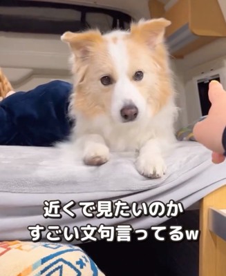 文句を言う犬