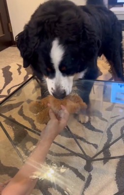 テーブルに顔をくっつける大型犬