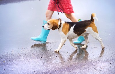 雨の中を散歩する犬