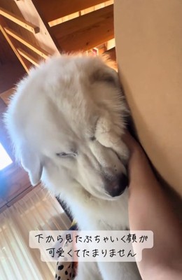 顔がつぶれるわたまるくん