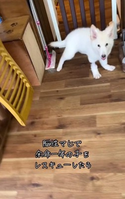 ホワイトスイスシェパードのウルちゃん