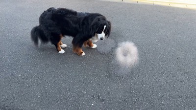 どんちゃんの方に水を飛ばしてみたら…
