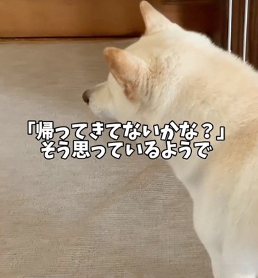 家の中を歩く犬