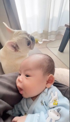背中越しに赤ちゃんを見つめる犬