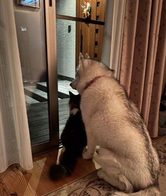 いつもは仲良しな2匹