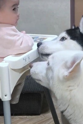 おせんべいが欲しい諭吉くんと英吉くん2