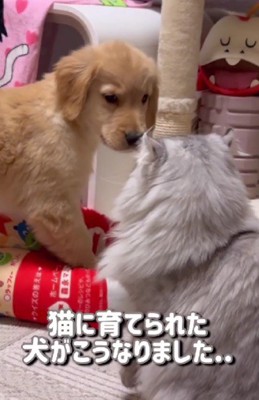 猫に育てられた犬