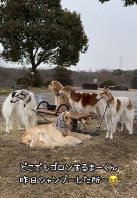 散歩休憩する大型犬達