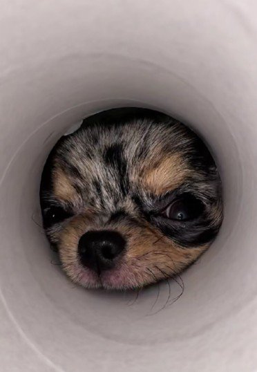 愛犬のれあちゃん♡