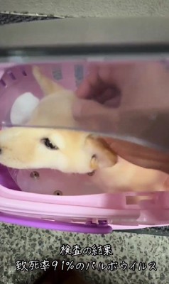 致死率90％以上…