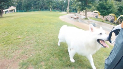 飼い主を笑顔で見つめる白い犬