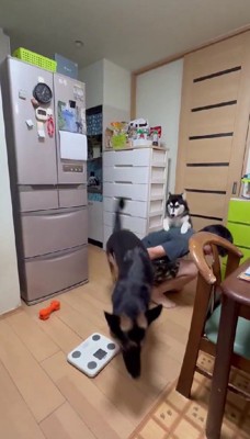 次はシェリーニちゃんの番