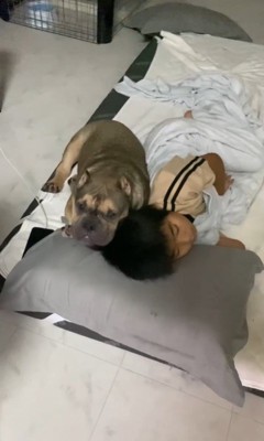 毛布の引っ張り合いに参戦するルッチくん⑩