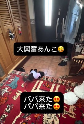 玄関をウロウロする小型犬