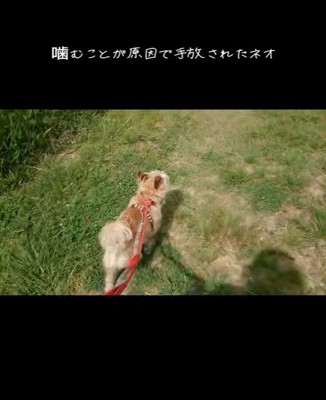 ネオくんが幸せを掴むまで2