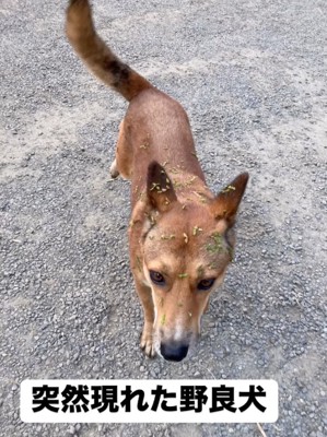野良犬時代のえまちゃん
