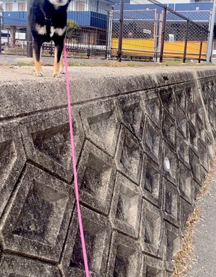 お散歩する柴犬「ぺこ」ちゃん
