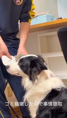 壊れたゴミ箱から目を逸らす犬