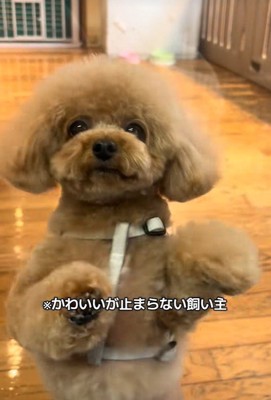 可愛すぎる♡