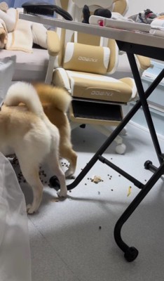 突然の大漁祭り