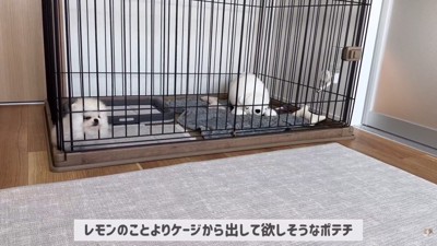 ポテチくんとレモンさんの初対面3