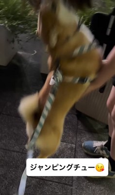 お姉ちゃんにチューする小型犬