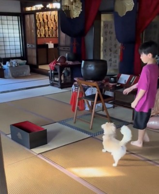 本堂に入る犬と人
