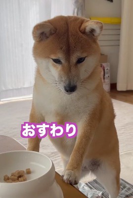 飼い主に「おすわり」と言われて立ち止まる犬