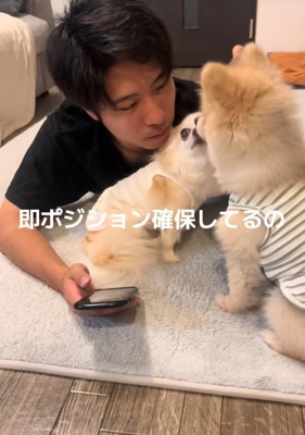 腕の中に入るチワワ